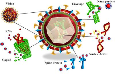 Nano-antivirals: A comprehensive review